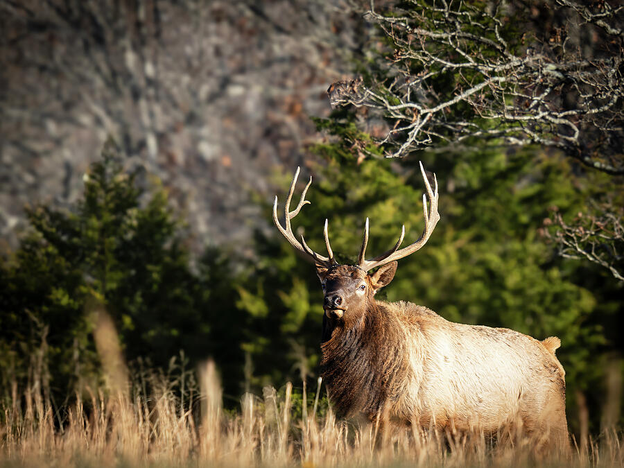 Arkansas Elk Moving Close Photograph by Lee and Renee Walsh Arkansas Elk Moving Close Photograph by Lee and Renee Walsh