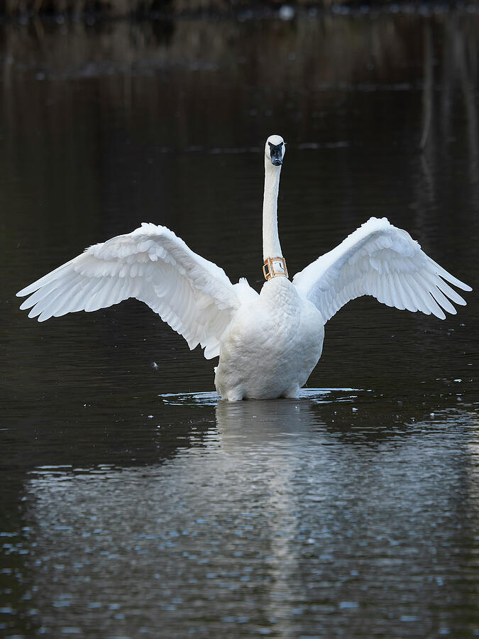 Arkansas Swan Portrait 1 Photograph by Lee and Renee Walsh Arkansas Swan Portrait 1 Photograph by Lee and Renee Walsh