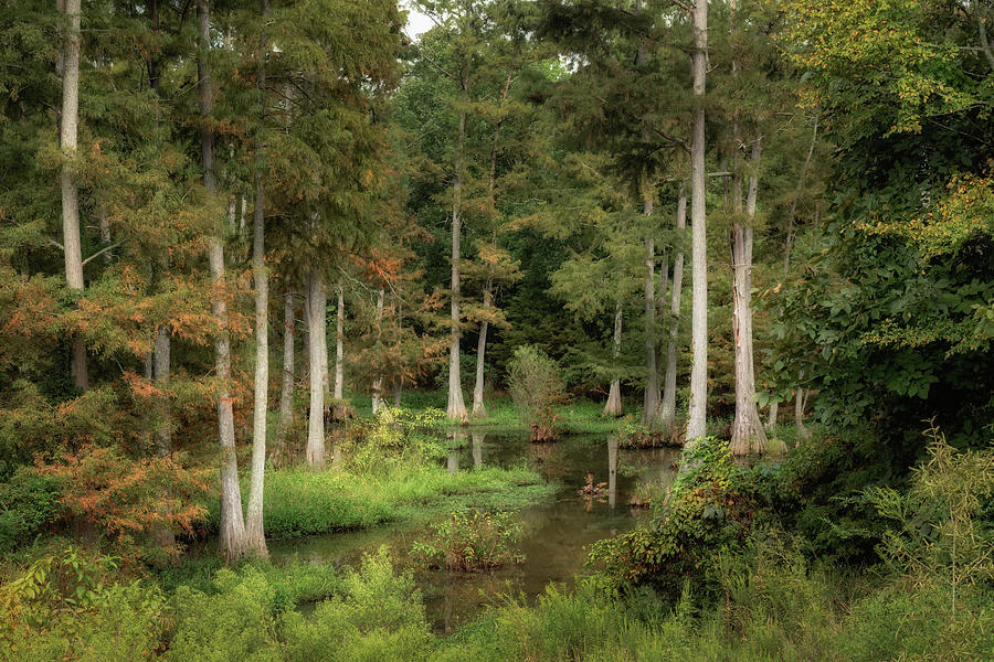 Arkansas Wetland Photograph by James Barber