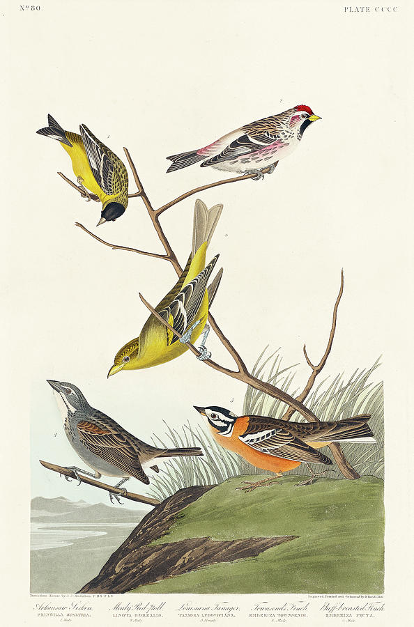 Audubon Birds Drawing - Arkansaw Siskin, Mealy Red-poll, Louisiana Tanager, Townsends Bunting and Buff-breasted Finch by John James Audubon