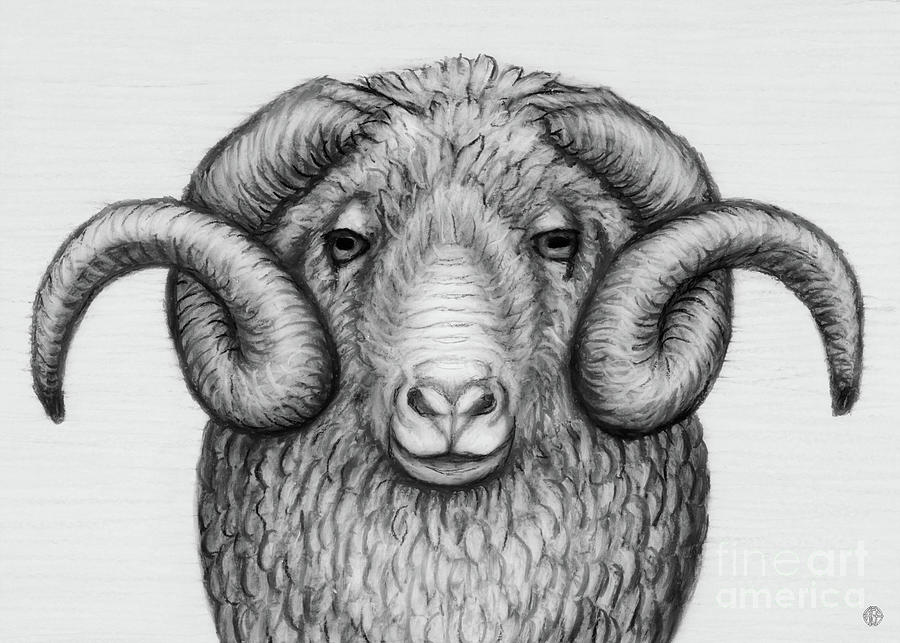 Arles Merino Ram. Black and White Drawing by Amy E Fraser