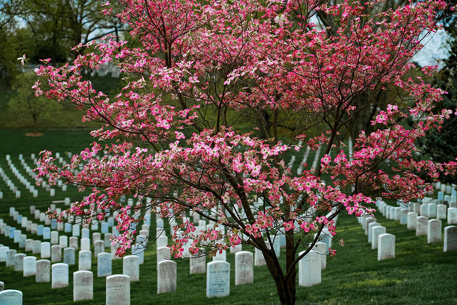 Arlington in Bloom Photograph by Todd Tucker
