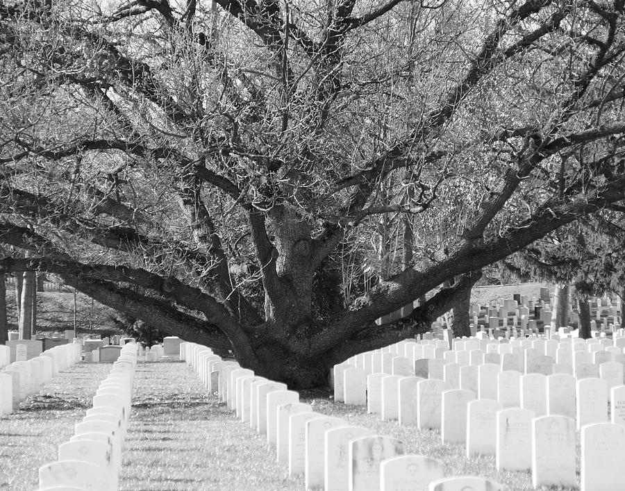 Tree Photograph - Arlington National Cemetery by Christine Grubbs