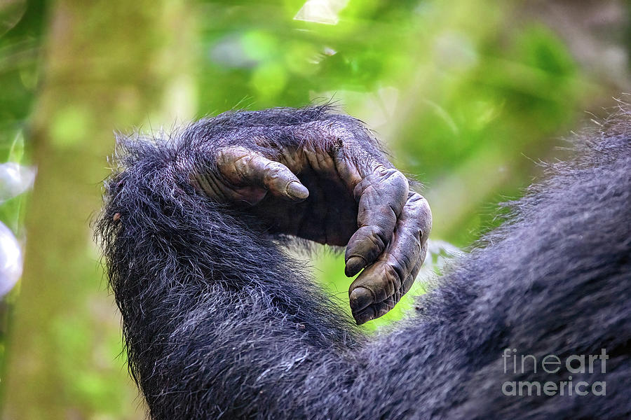 Arm and hand detail of an adult common chimpanzee, pan troglodyt Photograph by Jane Rix