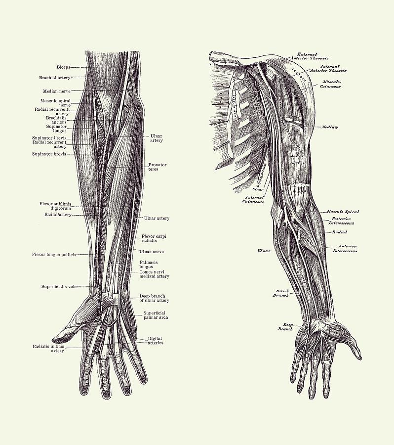 Arm And Hand Diagram - Dual View - Vintage Anatomy 2 Drawing