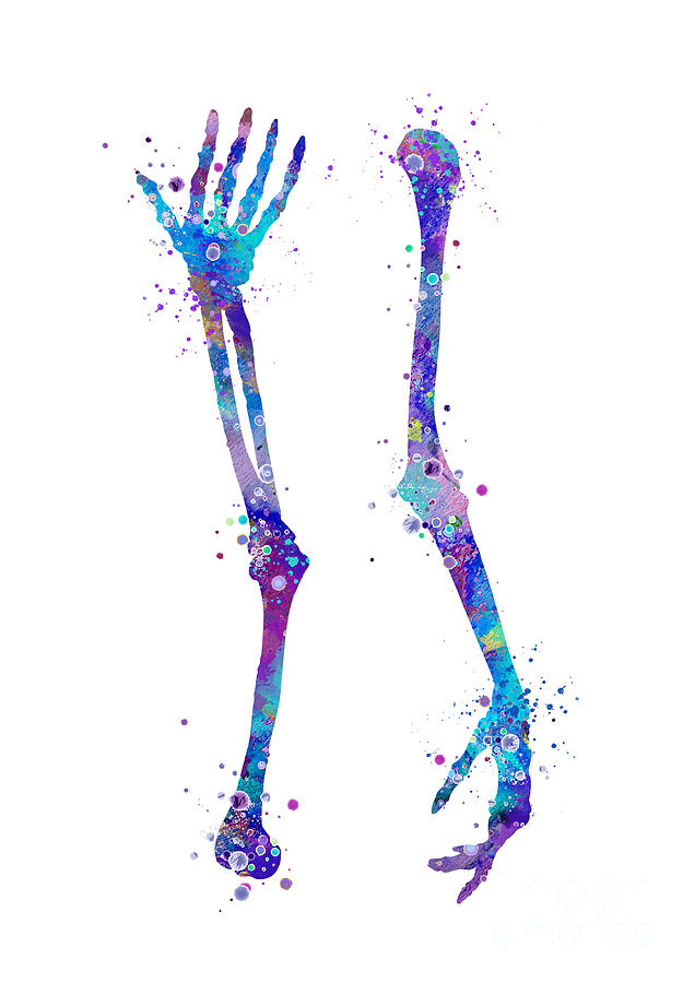 Arm Bones Colorful Watercolor Anatomy Art Humerus Radius Ulna Thenar Anatomy Painting Digital Art by White Lotus