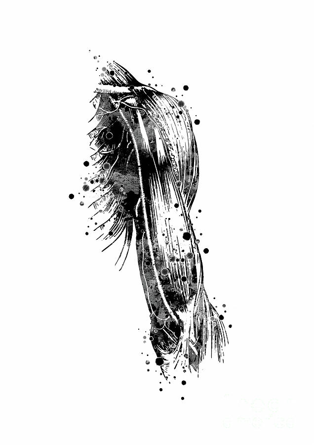 Arm Muscles Black And White Anatomy Digital Art by White Lotus
