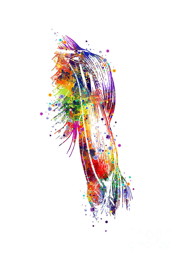 Arm Muscles Colorful Watercolor Anatomy Digital Art by White Lotus