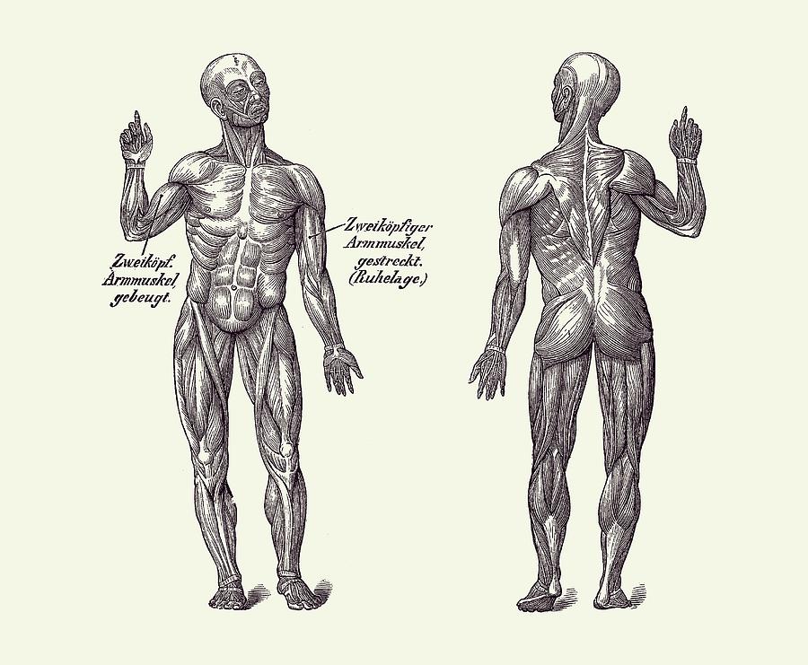 Muscular System - Rear View 2 - Vintage Anatomy Diagram Drawing by Vintage  Anatomy Prints - Pixels