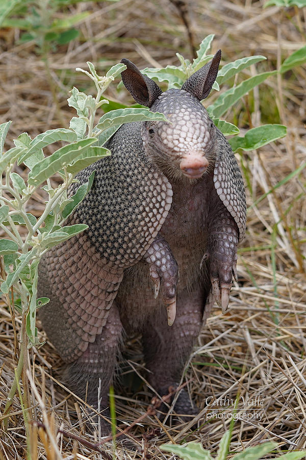 Armadillo Photograph by Cathy Valle