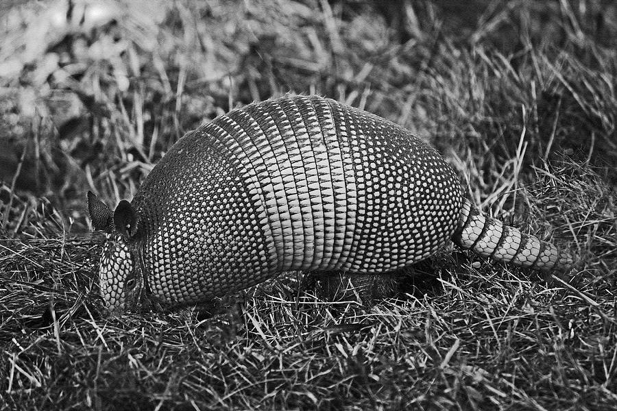 Armadillo Foraging BW Photograph by HH Photography of Florida