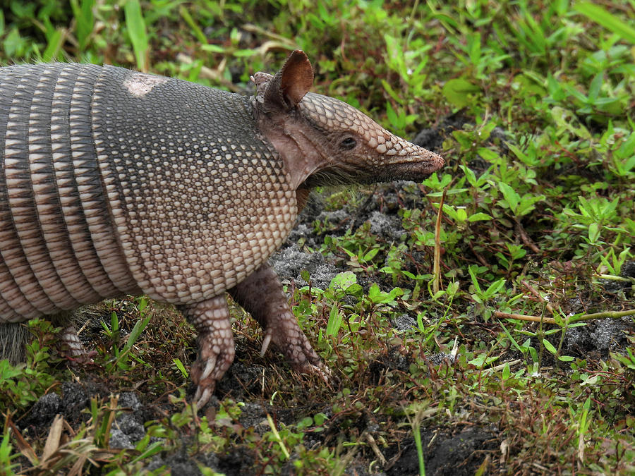 Armadillo in the Merritt Island Wildlife Refuge Photograph by Lisa ...