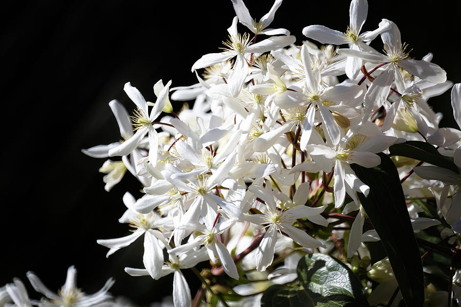 Armand clematis on dark background Photograph by Jean-Luc Farges