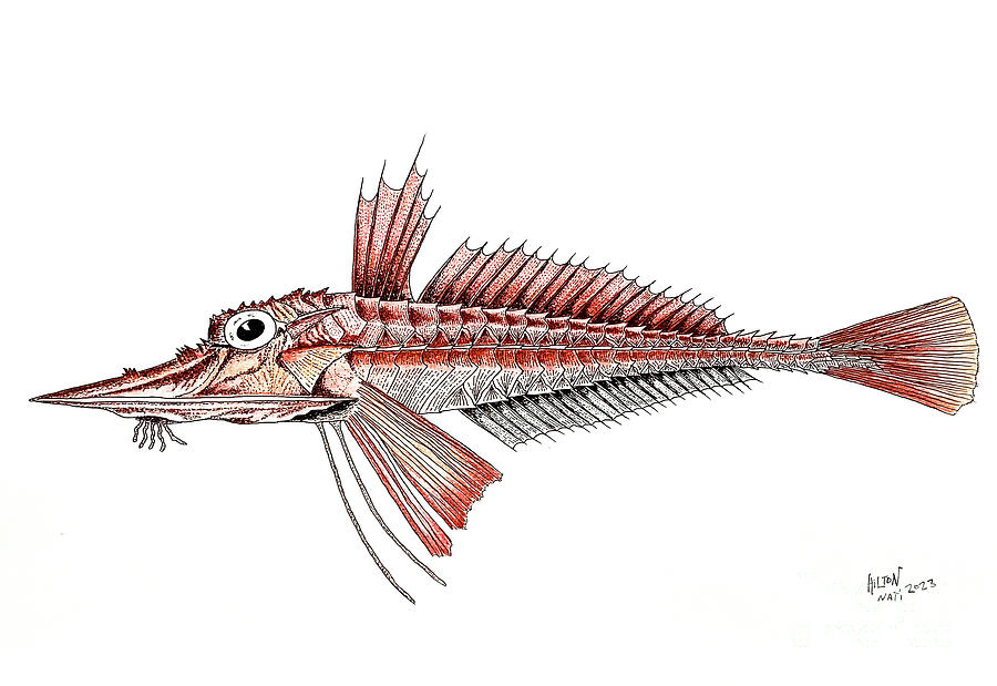 Armed Red Gurnard Mixed Media by Natalia Wallwork - Fine Art America