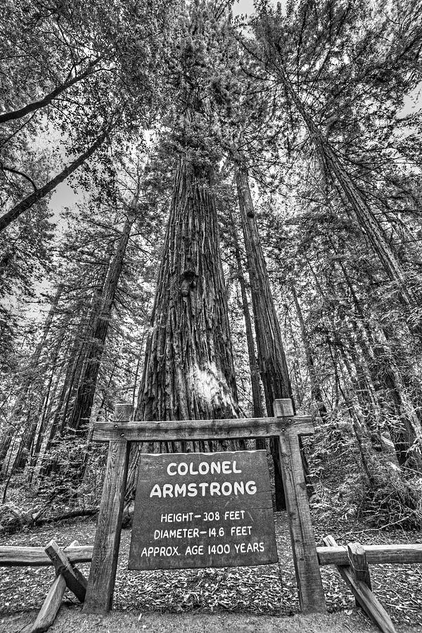 Armstrong National Park Redwoods Armstrong Tree Filtered Sun in the Forest Black and White Photograph by Toby McGuire