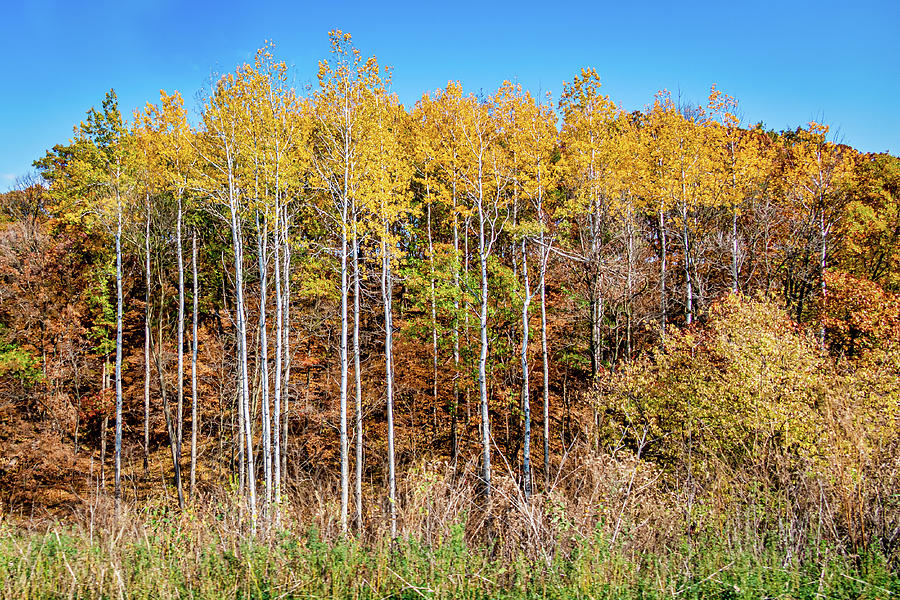 Army of Aspens in Iowa Photograph by Mary Tastad Army of Aspens in Iowa Photograph by Mary Tastad