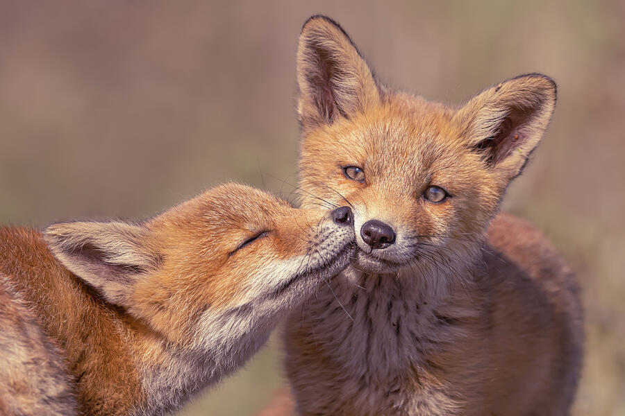 Fox Photograph - Army of Cuteness - Fox kits by Roeselien Raimond