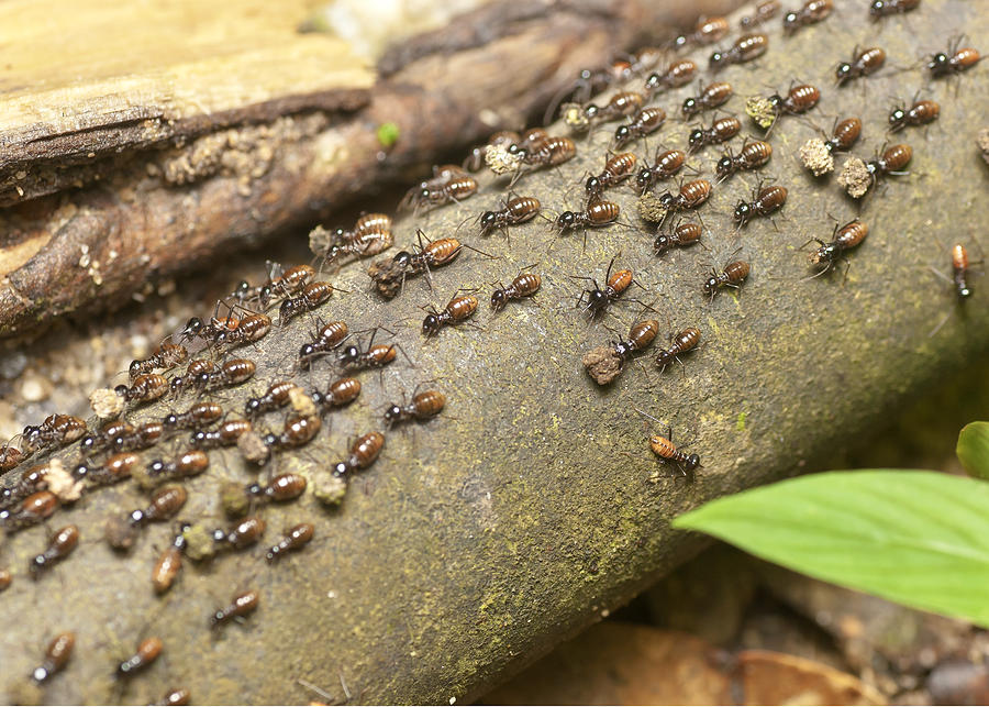Army of termites (Nasutitermitinae) migrating and carrying rocks Photograph by Mohd Sazli Ab Hamid
