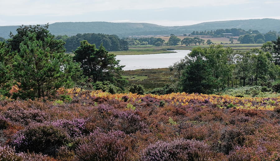 Arne Nature Reserve Photograph by Jeff Townsend