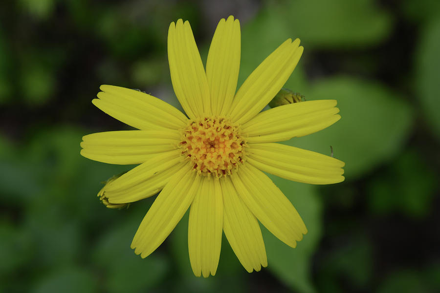 Arnica cordifolia Photograph by Whispering Peaks Photography