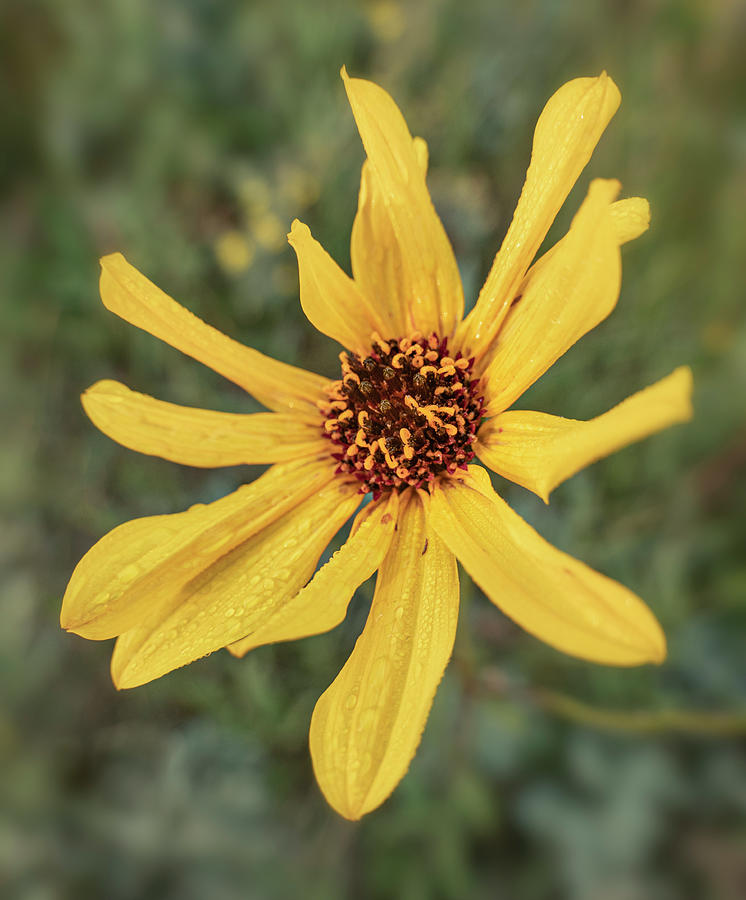 Daisy Photograph - Arnica daisy in bloom by Phil And Karen Rispin
