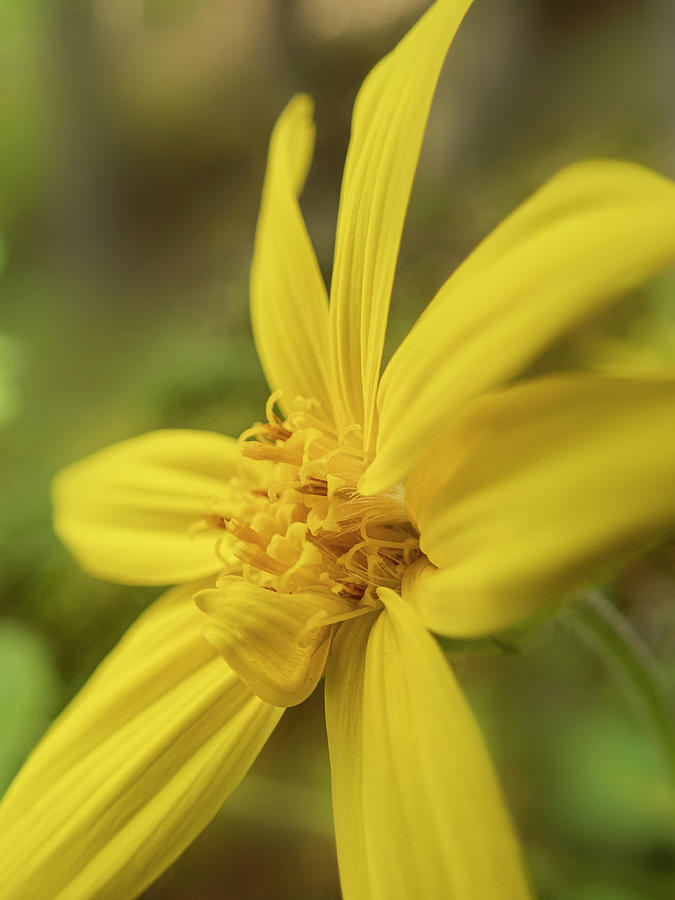 Daisy Photograph - Arnica daisy by Phil And Karen Rispin