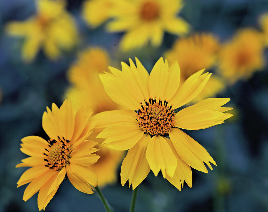 Arnica Flowers Photograph by Bob Falcone
