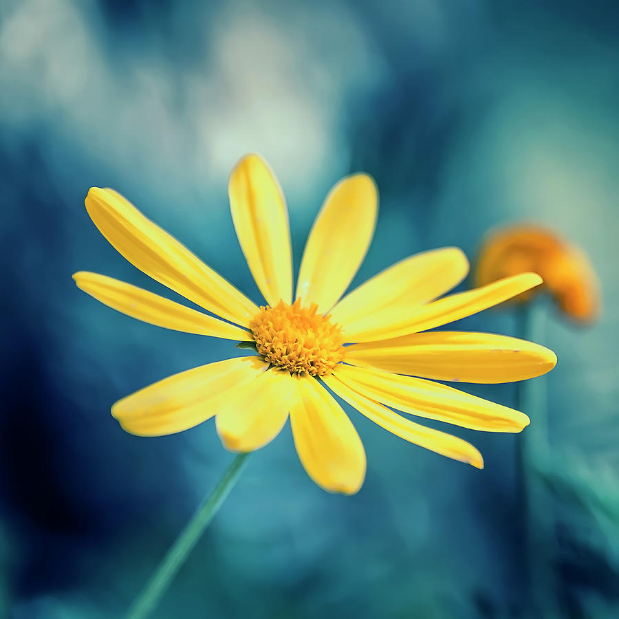 Nature Photograph - Arnica Montana by Manjik Pictures