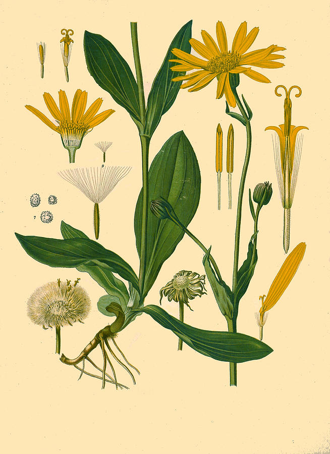 Arnica montana Drawing by Walther Otto Mueller