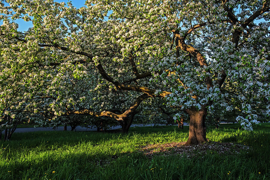 Arnold Arboretum Beautiful Spring Tree Jamaica Plain Massachusetts Photograph by Toby McGuire