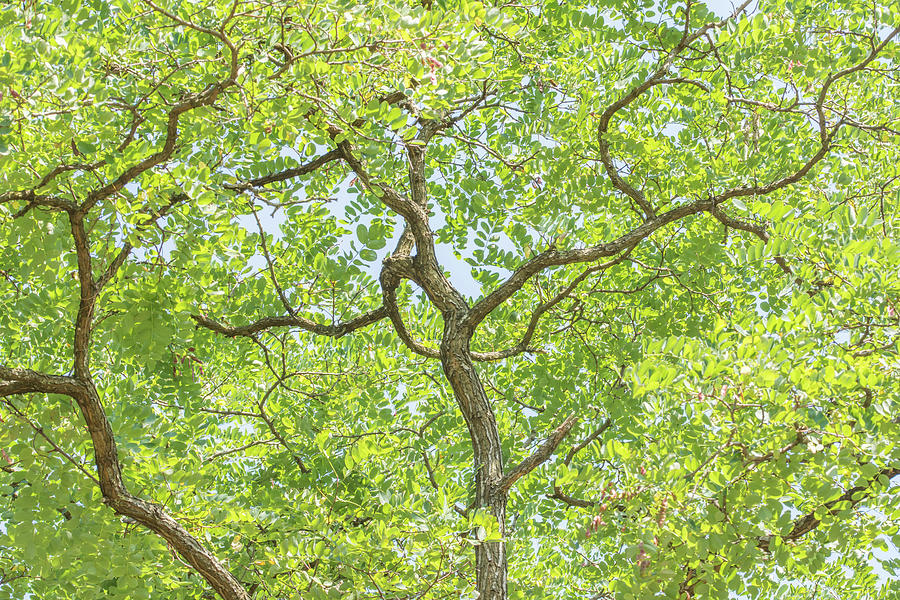 Arnos Park Trees Summer 1 Photograph by Edmund Peston