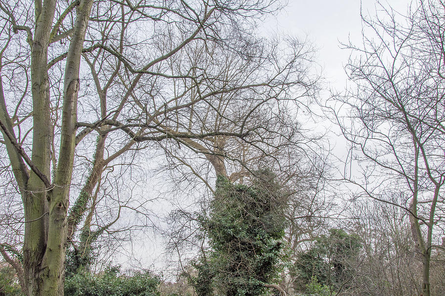 Tree Photograph - Arnos Park Trees Winter by Edmund Peston
