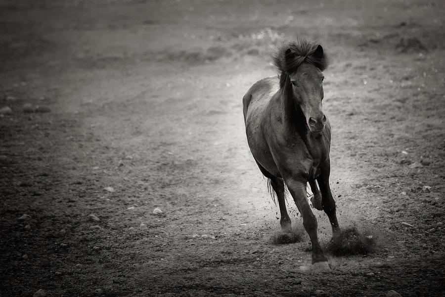 Arod - Horse Art Photograph by Lisa Saint