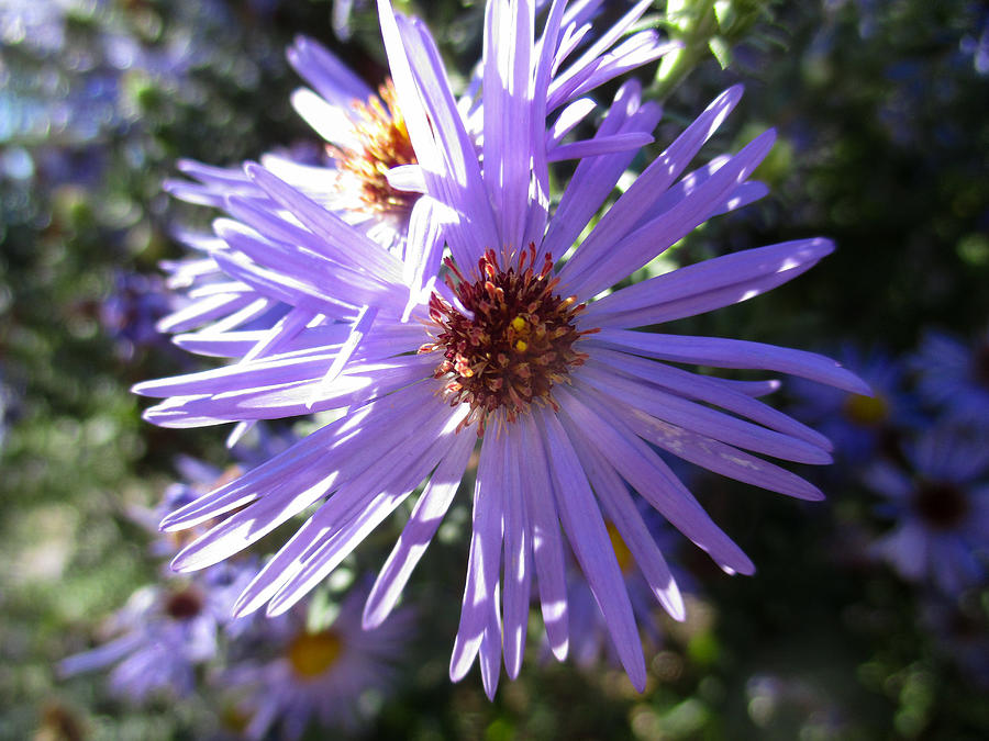Aromatic Aster Photograph by Windy Craig