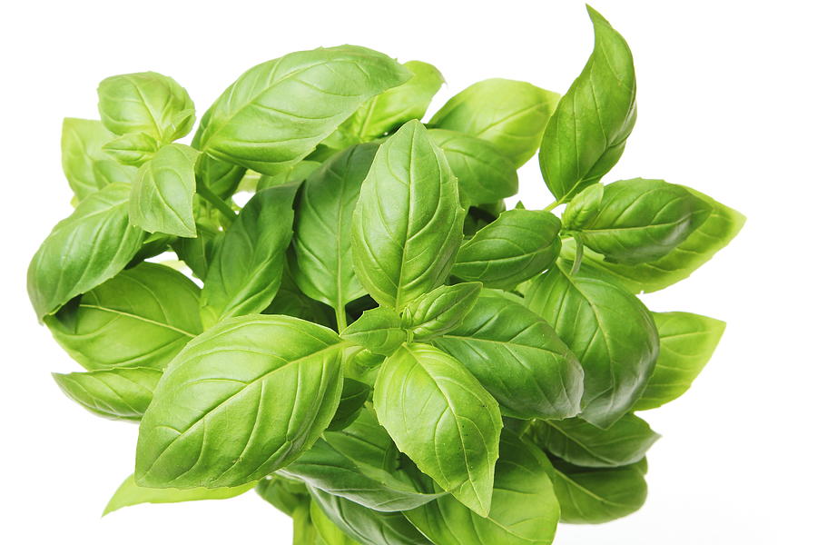 Aromatic Basil / basilicum green herb Photograph by Pejft