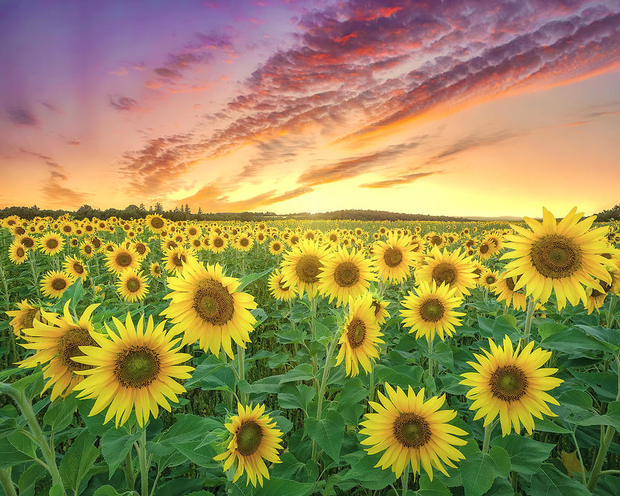 Aroostook County Sunflowers Photograph by Christopher Mills - Fine Art ...