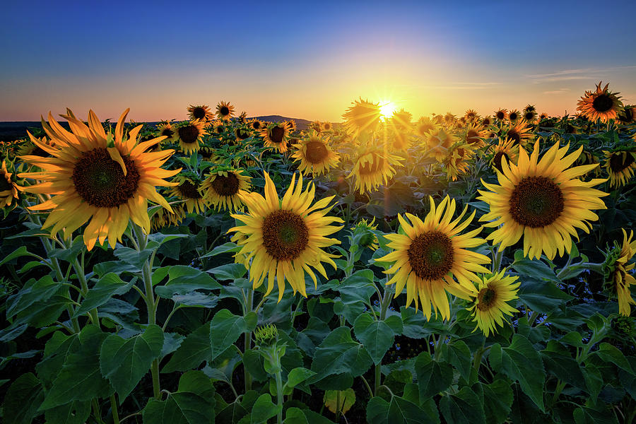 Sunflower Photograph - Aroostook Sunset by Rick Berk