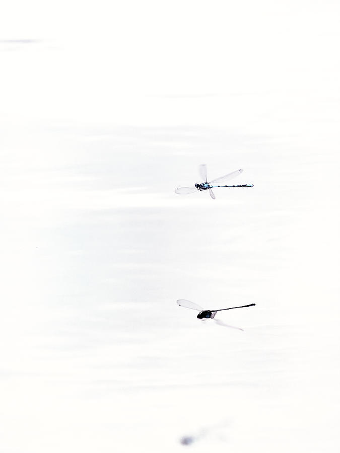 Around Dragonflies 11 Photograph by Jaroslav Buna