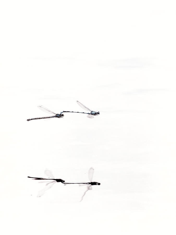 Around Dragonflies 12 Photograph by Jaroslav Buna