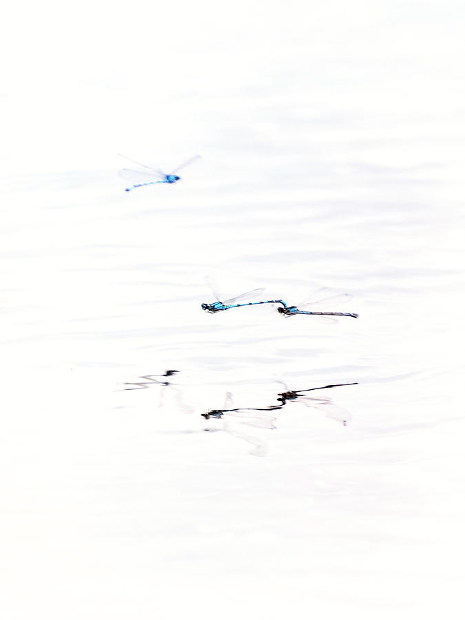 Around Dragonflies 14 Photograph by Jaroslav Buna