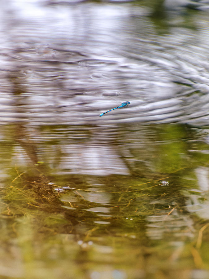 Around Dragonflies 8 Photograph by Jaroslav Buna