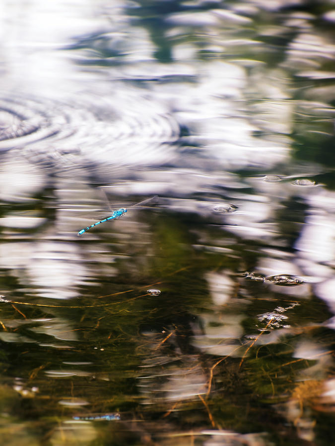 Around Dragonflies 9 Photograph by Jaroslav Buna