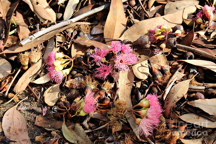 Eucalypt Photograph - Around the Bottom of the Red-Flowering Gum by Martha Sherman