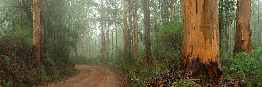 Karri Forest Photograph - Around The Corner by Alex Bond Karri Forest Photograph - Around The Corner by Alex Bond
