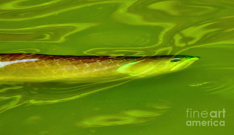 Arowana fish outlet pond