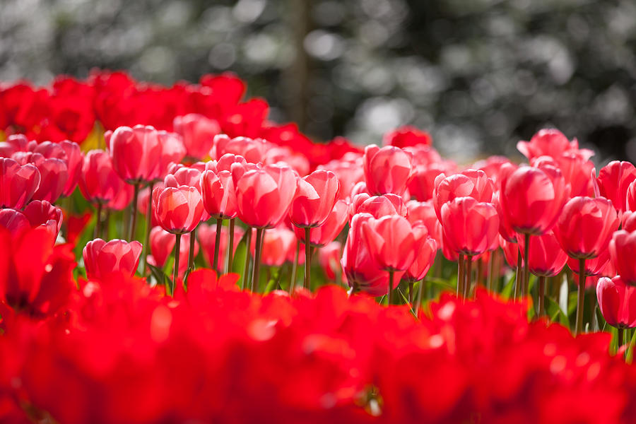 Arrangement of red tulips Photograph by Ebobeldijk