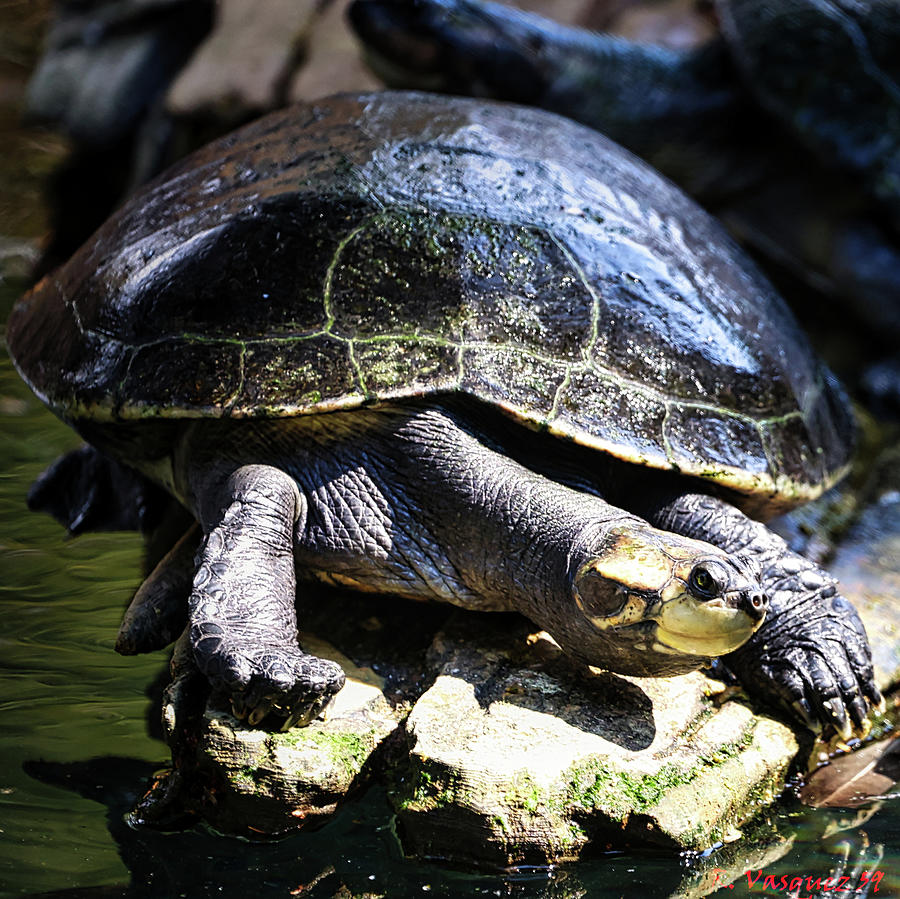 Arrau Turtle Photograph by Rene Vasquez