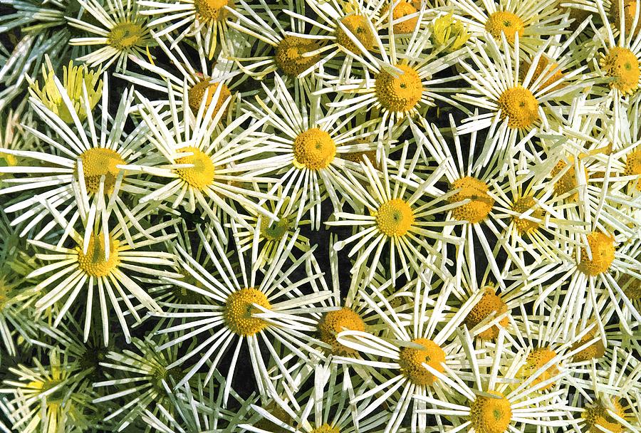 Array of daisies with thin white petals Photograph by William Kuta