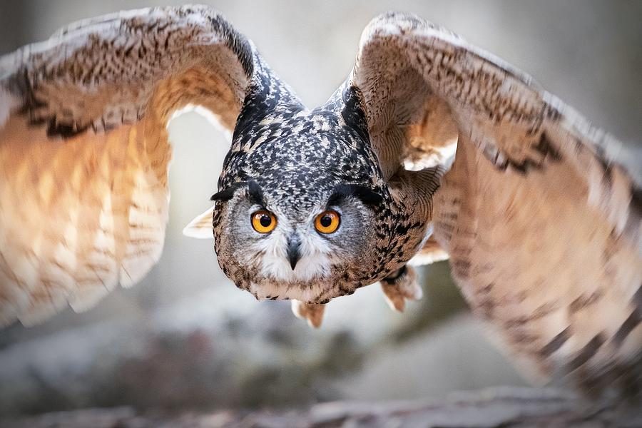 Arrival of the owl Photograph by Natacha Tamenne - Fine Art America