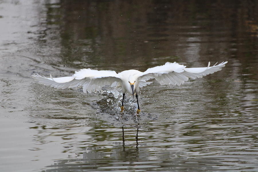 Arriving Photograph by Cara Campbell - Fine Art America